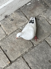 Columba livia domestica
