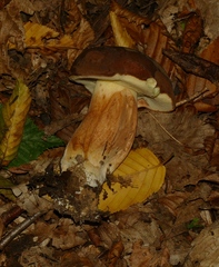 Boletus aereus