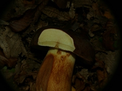 Boletus aereus