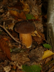 Boletus aereus