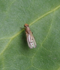 Opomyzidae