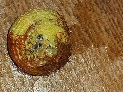 Agathistoma viridulum