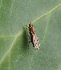 Opomyzidae