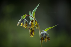 Fritillaria affinis