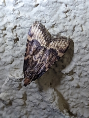 Hypsopygia phoezalis