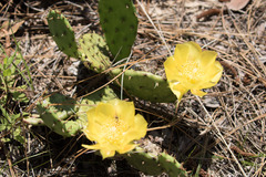 Opuntia mesacantha