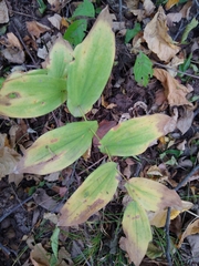 Uvularia grandiflora