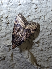 Hypsopygia phoezalis