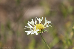 Gaillardia aestivalis winkleri