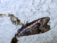 Hypsopygia phoezalis