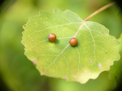 Harmandiola tremulae
