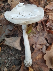 Amanita argentea