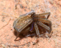 Phyxelididae