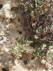 Oeosporangium