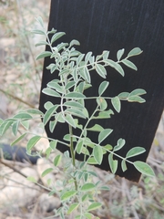 Indigofera lindheimeriana