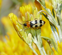 Paranapiacaba tricincta