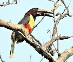 Pteroglossus castanotis