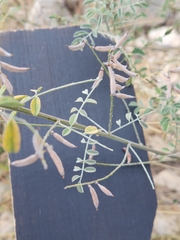 Indigofera lindheimeriana