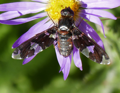 Exoprosopa dorcadion