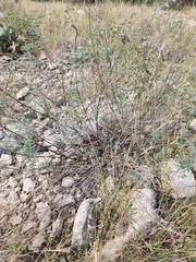 Indigofera lindheimeriana