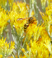 Megapterocheilus