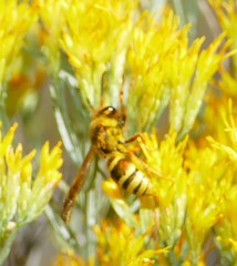 Megapterocheilus