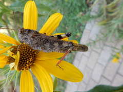 Spharagemon cristatum