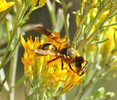 Megapterocheilus