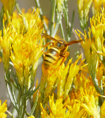 Megapterocheilus