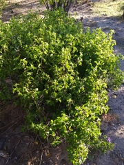 Ruellia californica californica