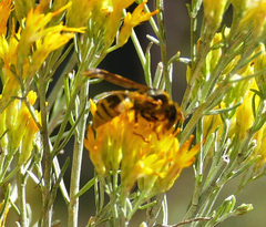 Megapterocheilus