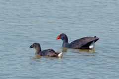 Porphyrio porphyrio