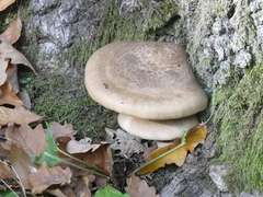 Hypsizygus
