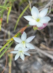 Hesperantha
