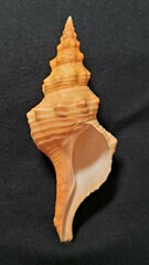 Triplofusus giganteus