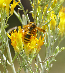 Megapterocheilus