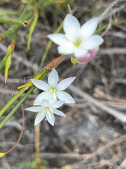 Hesperantha