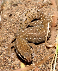Pachydactylus geitje