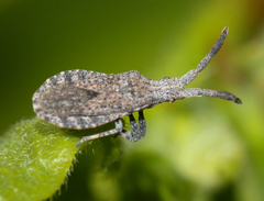 Scolopocerus secundarius