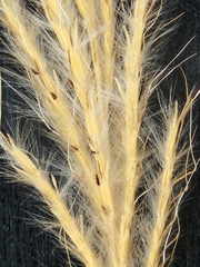 Bothriochloa barbinodis