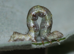 Ponometia