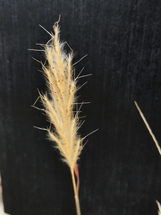 Bothriochloa barbinodis