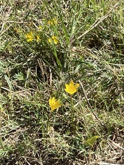 Zephyranthes citrina