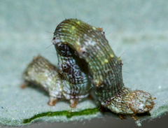 Ponometia