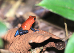 Oophaga pumilio