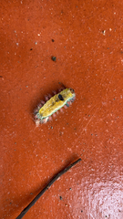 Lophocampa annulosa