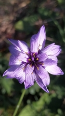 Catananche caerulea
