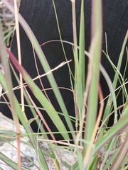 Bothriochloa barbinodis