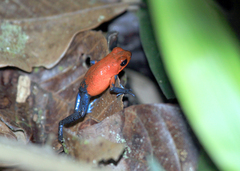 Oophaga pumilio