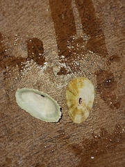 Diodora